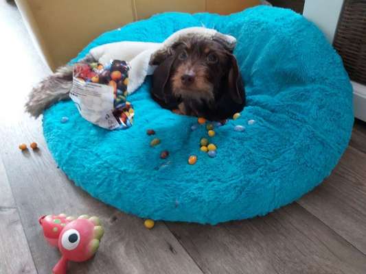 Dogorama Photo Challenge - besondere Eigenschaften-Beitrag-Bild