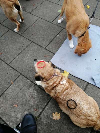 Hund beißt die Leine an-Beitrag-Bild