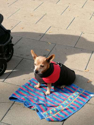 Hund beißt die Leine an-Beitrag-Bild