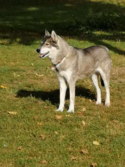 Hund beißt die Leine an-Beitrag-Bild