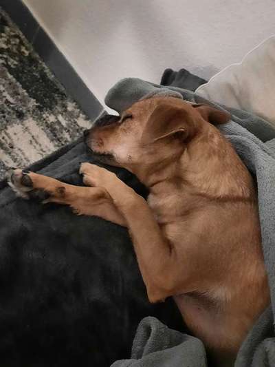 Welche Hunderasse-Beitrag-Bild