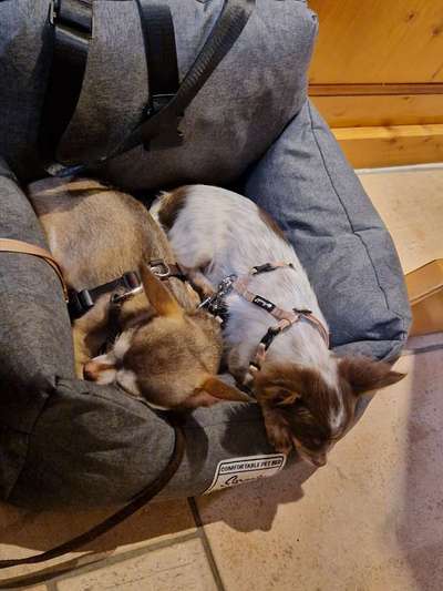 Gehören Hunde ins Restaurant?-Beitrag-Bild