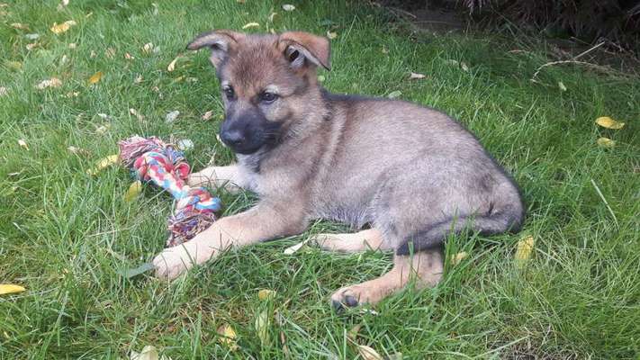 Welpen Bilder !-Beitrag-Bild