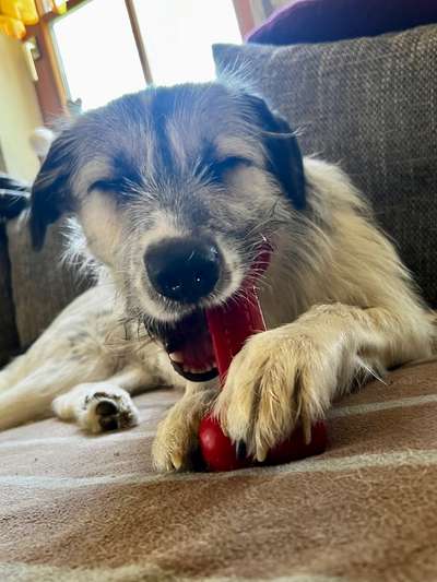 Auslandstierschutz-Beitrag-Bild