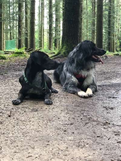 Hundetreffen-Hundetreffen in Ernzen & Umgebung-Bild