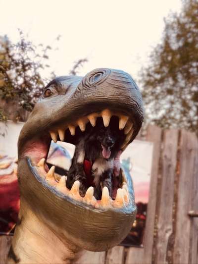 Labradorfans-Beitrag-Bild