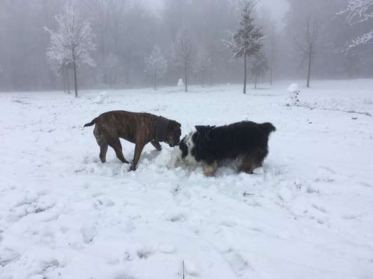 Bester Freund, Hundekumpel - zeigt her!-Beitrag-Bild