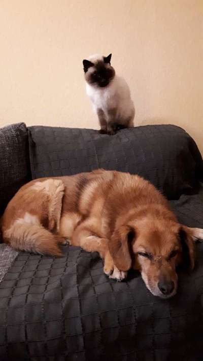 Auslandstierschutz-Beitrag-Bild