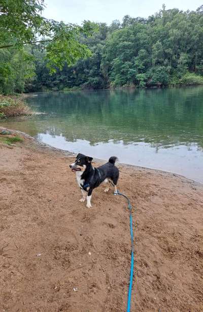 Unsere Fellnasen-Vielfalt im Überblick!-Beitrag-Bild