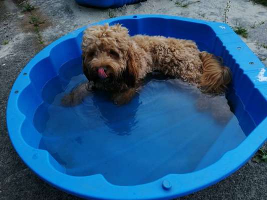 Dogorama-Monats-Challenge-Mai "Wasser"-Beitrag-Bild