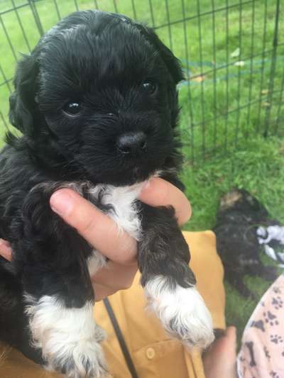 Welpen Bilder !-Beitrag-Bild