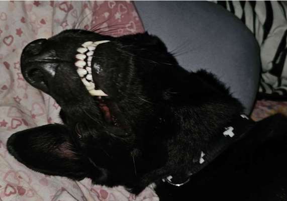 Zahnpflege beim Hund-Beitrag-Bild