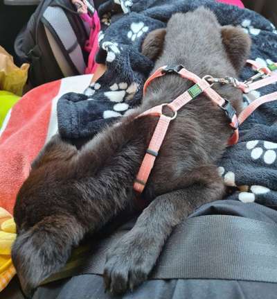 Erfahrungen in den ersten 6-8 Wochen von Tierschutzhunden-Beitrag-Bild