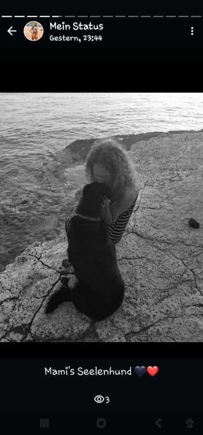 Unsere Fellnasen im Regenbogenland-Beitrag-Bild