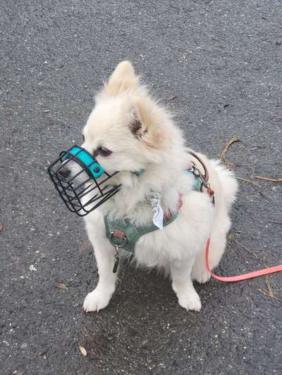 Hundetreffen-Sozialisierungs-Spaziergang-Bild