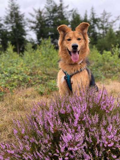 Hundetreffen-Hundtraining und Hundekontakt bei Sympathie 😊-Bild