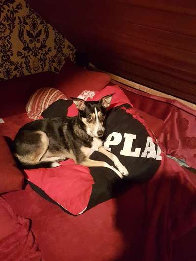 Hundetreffen-Hunde kontakt üben-Bild