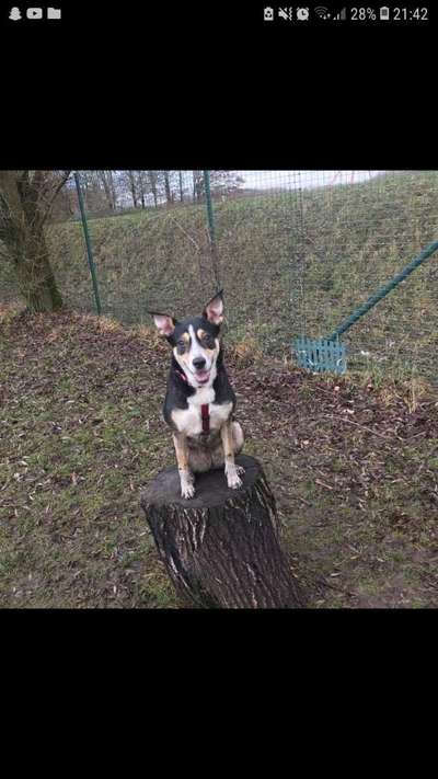 Hundetreffen-Weg Gefährten-Bild