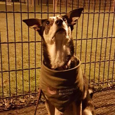 Hundetreffen-Freunde finden-Bild