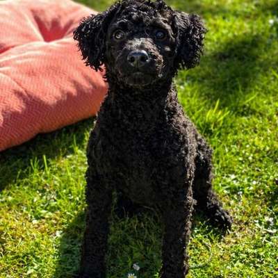 Hundetreffen-Wirbelwind gesucht-Bild