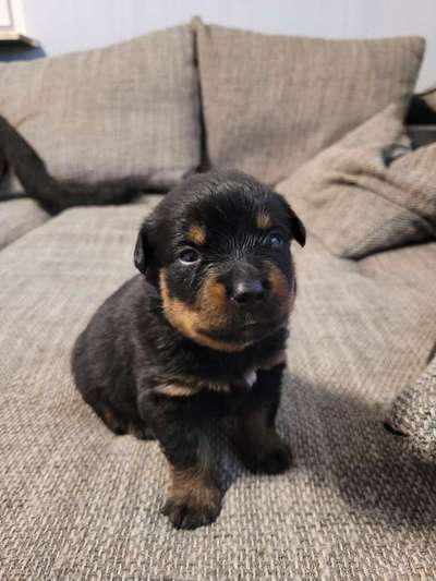 Rottweiler-Beitrag-Bild