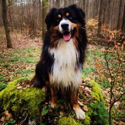 Hundetreffen-Social Walk-Profilbild