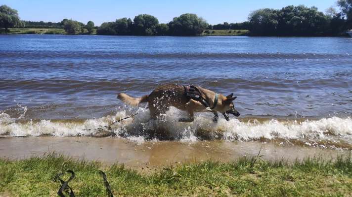 Dogorama-Monats-Challenge-Mai "Wasser"-Beitrag-Bild