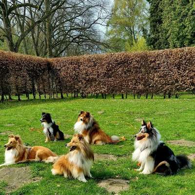Hundetreffen-Sheltie Treffen 23.05 Stadtpark Hamburg-Bild