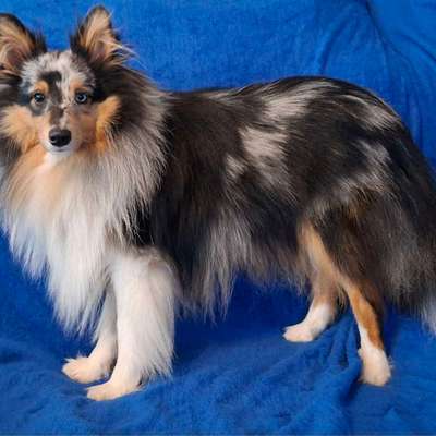 Reinrassige Hunde?-Beitrag-Bild