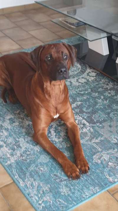 Rhodesian Ridgeback-Beitrag-Bild