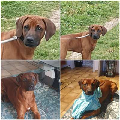 Zeigt mal die schönsten Bilder von euren Hunden !-Beitrag-Bild