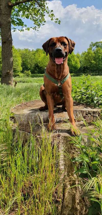 Rhodesian Ridgeback-Beitrag-Bild