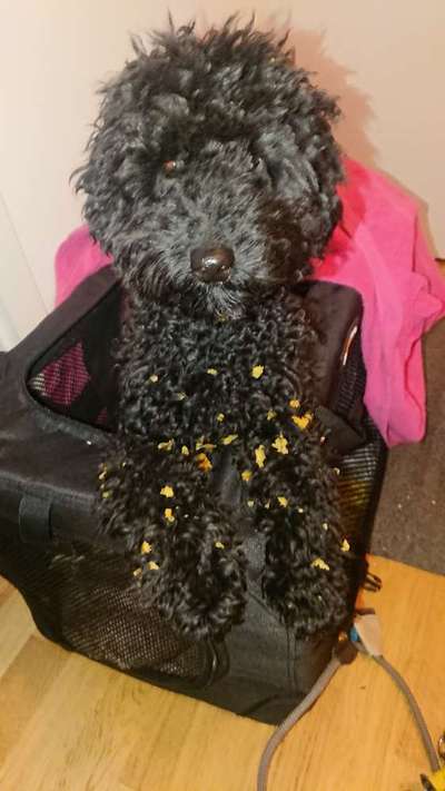 FOTOCHALLENGE: 25  Thema:  Hündische Haushaltshilfen-Beitrag-Bild