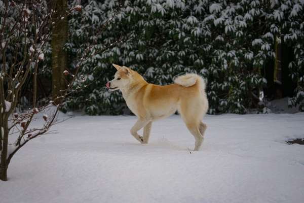 Nordische Hunde-Beitrag-Bild