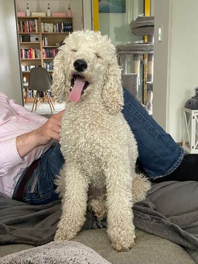 Fotosammlung: ,,Der natürliche Hund" Unbearbeitet, ungestellt und in Natura-Beitrag-Bild