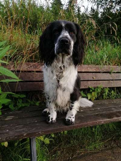 Hunderunde-Beitrag-Bild