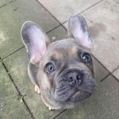 Hundetreffen-Gassi-, und Spielfreunde gesucht🐾-Bild