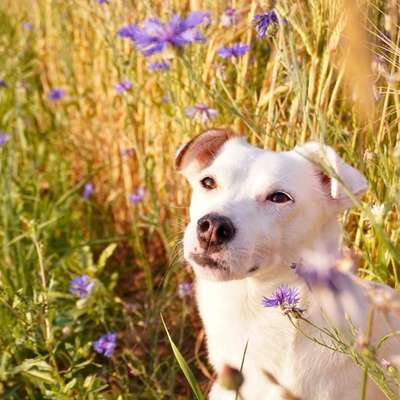 Hundetreffen-Betreuung gesucht-Bild