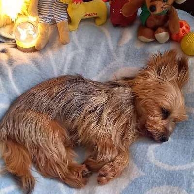 👉 Schläfern wir unsere Hunde zu schnell ein? 🤔-Beitrag-Bild