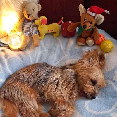 👉 Schläfern wir unsere Hunde zu schnell ein? 🤔-Beitrag-Bild