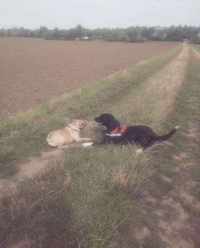 Die Dogorama Monats Challenge "Es grünt und blüht"-Beitrag-Bild