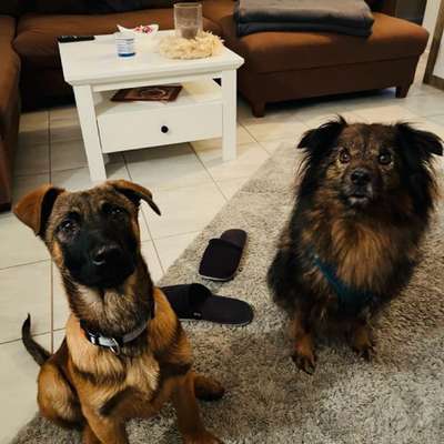 Hundetreffen-Waldspaziergang durch den Blomberg-Profilbild