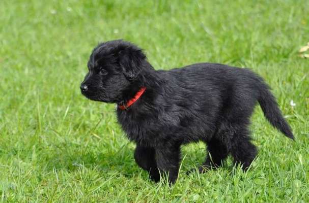 Welpen Bilder !-Beitrag-Bild