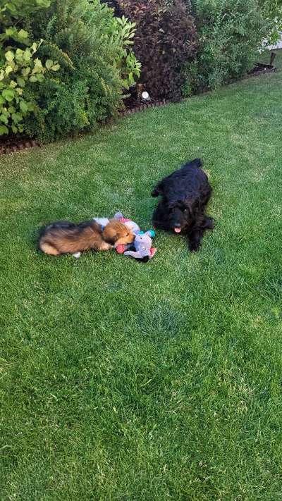 Reinrassige Hunde?-Beitrag-Bild