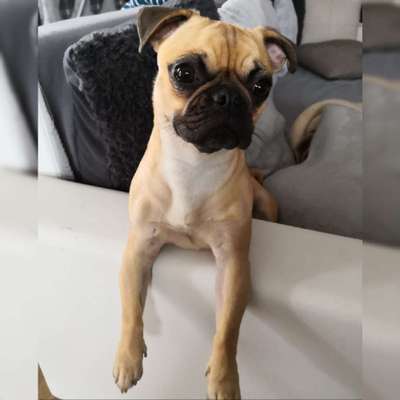 Mops mix-Beitrag-Bild