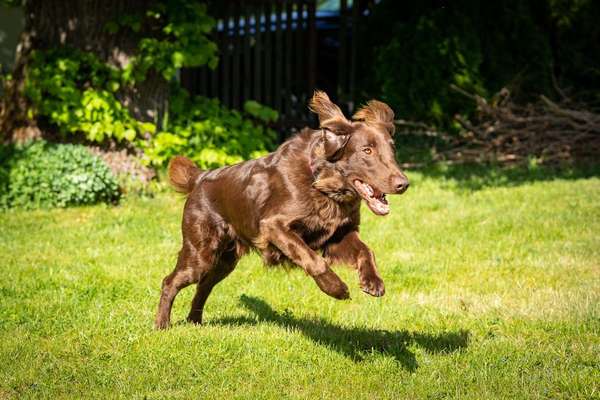 Challenge Nr. 16         Dynamik - Dein Hund in Bewegung-Beitrag-Bild