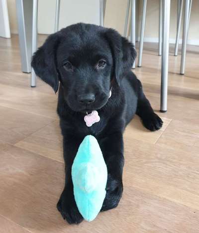 Welpen Bilder !-Beitrag-Bild