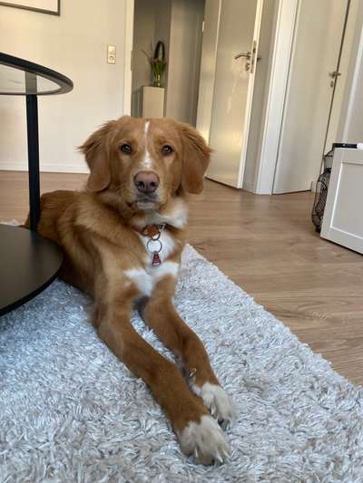 Auslandstierschutz-Beitrag-Bild