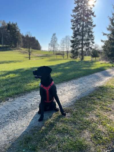 Hundetreffen-Spieltreffen in Leupoldsgrün-Bild