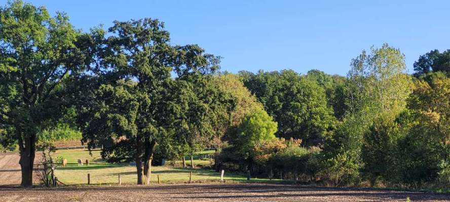 Hundeauslaufgebiet-Coesfelder Berg-Bild